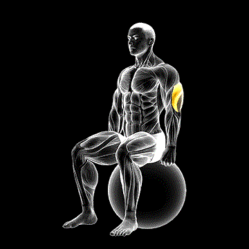 Exercise Ball Seated Triceps Stretch demonstration