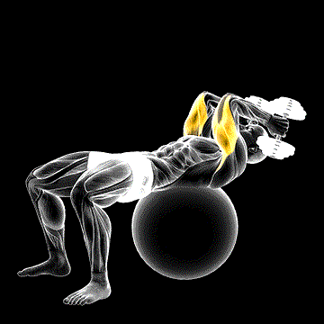 Exercise Ball Supine Triceps Extension demonstration