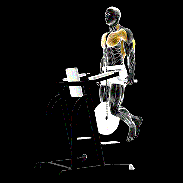 Weighted Tricep Dip demonstration