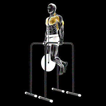 Weighted Triceps Dip demonstration