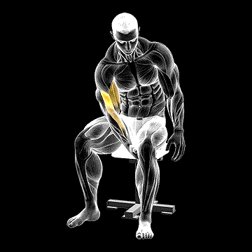 Leg Concentration Curl demonstration
