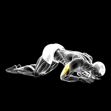 Bodyweight Kneeling Triceps Extension demonstration