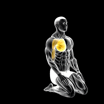 Overhead Straight Arm Stretch demonstration