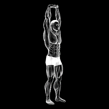 Extension Of Arms In Vertical Stretch demonstration