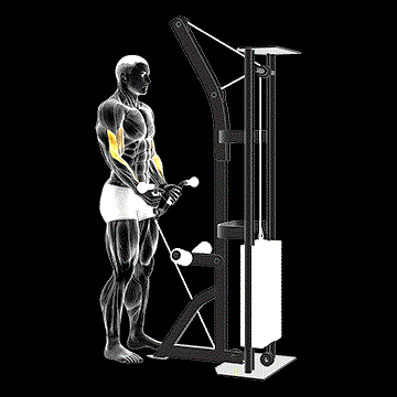 Cable Curl (w/ Multipurpose V Bar) demonstration