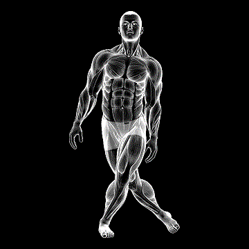 Standing Leg Cross Abductor Stretch demonstration