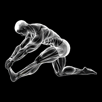 Kneeling Toe-Up Hamstring Stretch demonstration