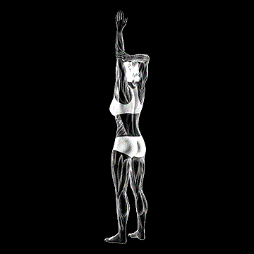 Shoulder Adductor Elevator And Protractor Stretch demonstration