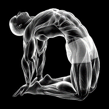 Hip Extension On Knees demonstration
