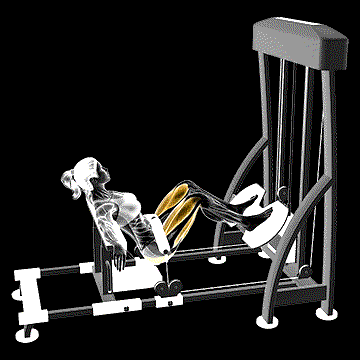 Lever Hip Thrust demonstration