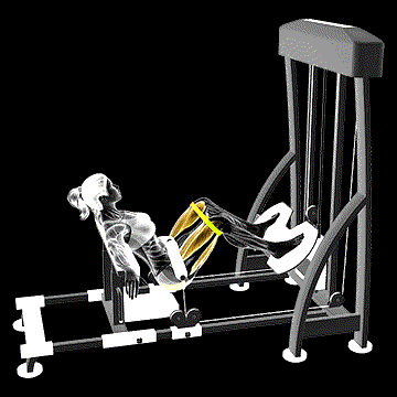 Lever Hip Thrust (w/ Resistance Band) demonstration