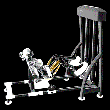 Lever One-Leg Hip Thrust demonstration