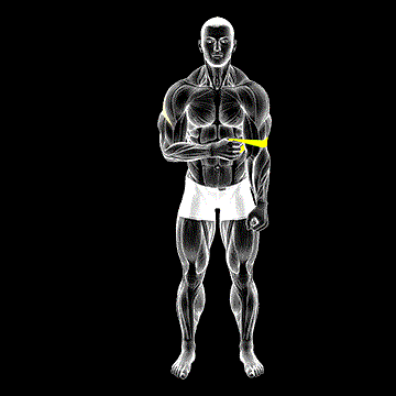 Band External Rotation demonstration