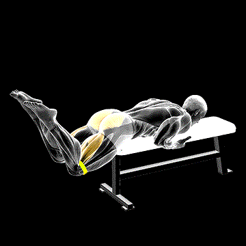 Band Reverse Hyperextension demonstration