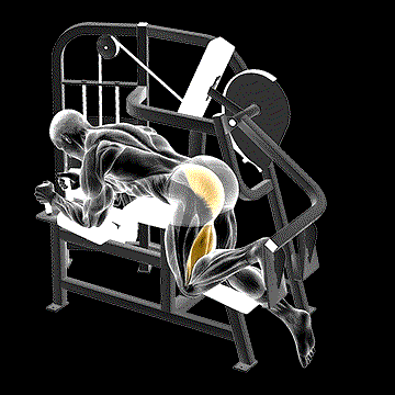 Lever Hip Extension demonstration