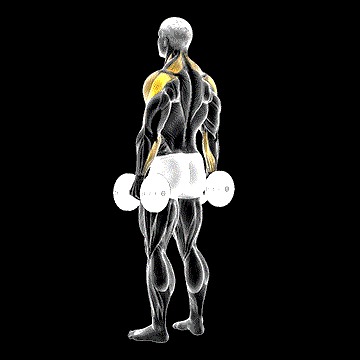 Dumbbell Rear Delt Raise demonstration