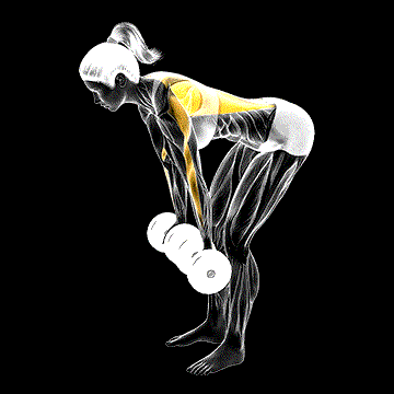 Dumbbell Reverse Grip Row demonstration