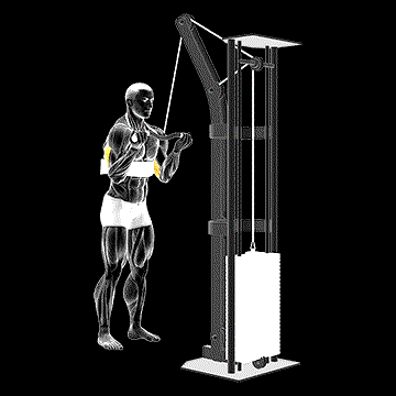 Cable Reverse-Grip Triceps Pushdown (w/ Arm Blaster) demonstration