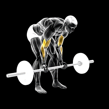 Barbell Standing Concentration Curl demonstration