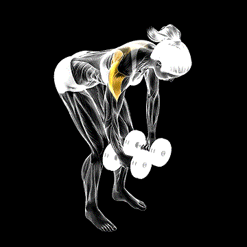 Dumbbell Rear Delt Fly demonstration
