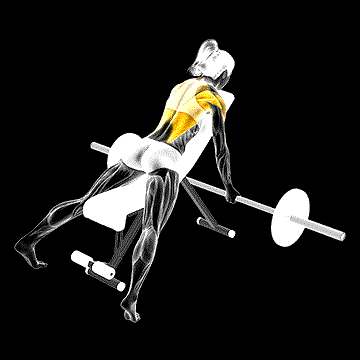 Barbell Reverse-Grip Incline Row demonstration