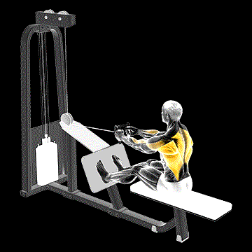 Cable Seated Row (w/ V Bar) demonstration