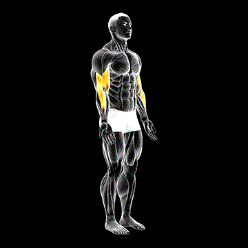 Elbow Flexion demonstration