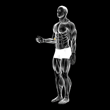 Forearm Pronation demonstration
