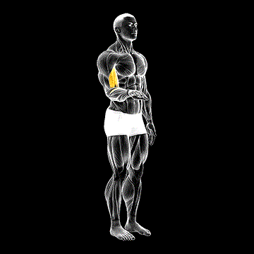 Forearm Supination demonstration