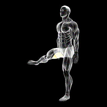 Hip Adduction demonstration