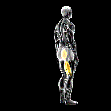 Hip Extension demonstration