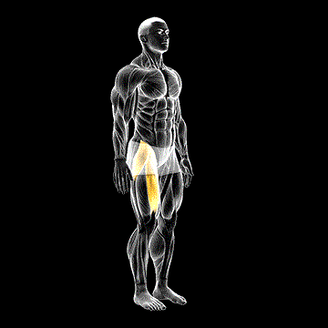 Hip Flexion demonstration