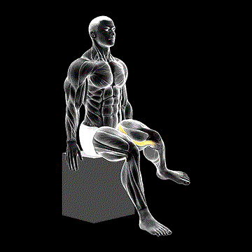 Hip Lateral Rotation (External Rotation) demonstration