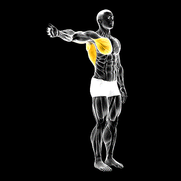 Shoulder Adduction demonstration