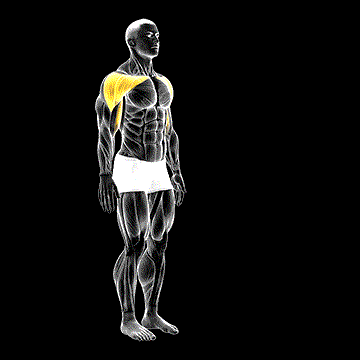 Shoulder Flexion demonstration