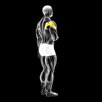 Shoulder Lateral Rotation (External Rotation) demonstration