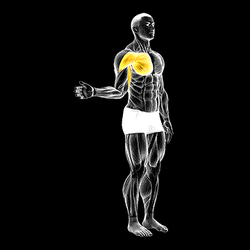 Shoulder Medial Rotation (Internal Rotation) demonstration