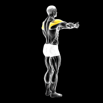 Shoulder Transverse Abduction demonstration