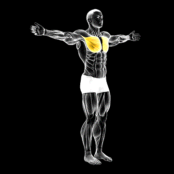 Shoulder Transverse Adduction demonstration