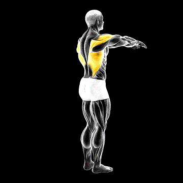 Shoulder Transverse Extension demonstration