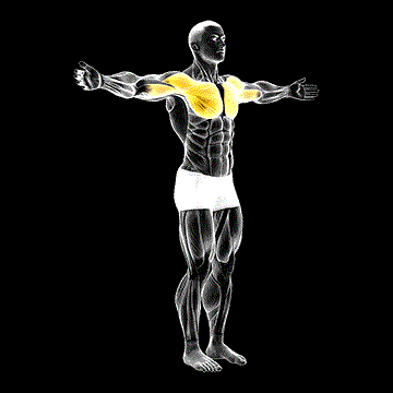 Shoulder Transverse Flexion demonstration