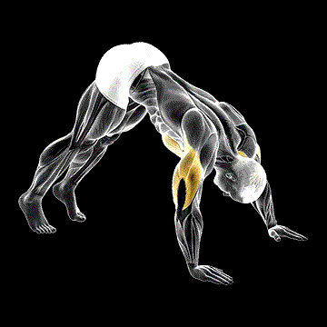 Pike Push-up demonstration