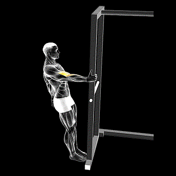 Bodyweight Standing Bicep Curl demonstration