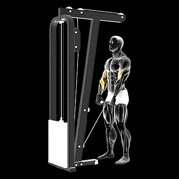 Cable Standing Reverse-Grip Curl (Straight Bar) demonstration