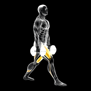 Dumbbell Split Squat demonstration