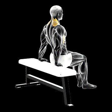 Scapula Dip demonstration