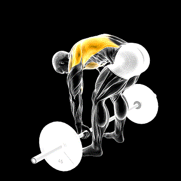 Barbell Pendlay Row demonstration