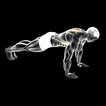 Scapula Push-up demonstration