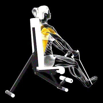 Band Seated Straight-Back Row demonstration