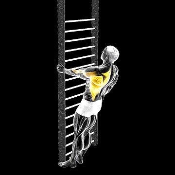 Bodyweight Standing Close-Grip One-Arm Row demonstration